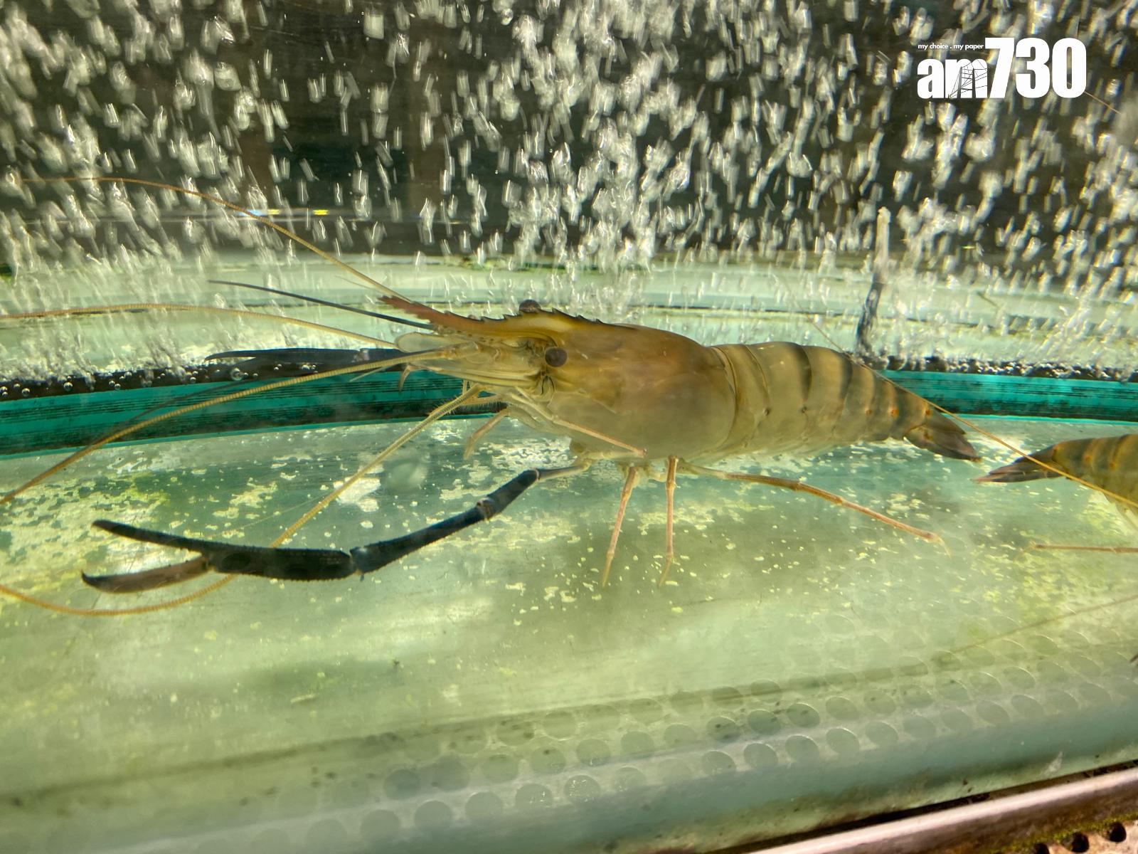 椰漿文昌雞鍋套餐連任食流水蝦。