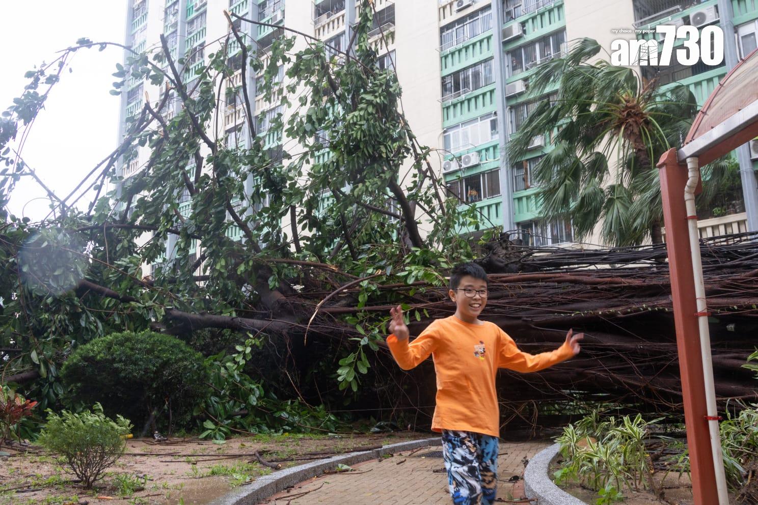 颱風樺加沙︱何文田愛民邨逾半世紀老榕樹倒塌。(蘇文傑 攝)