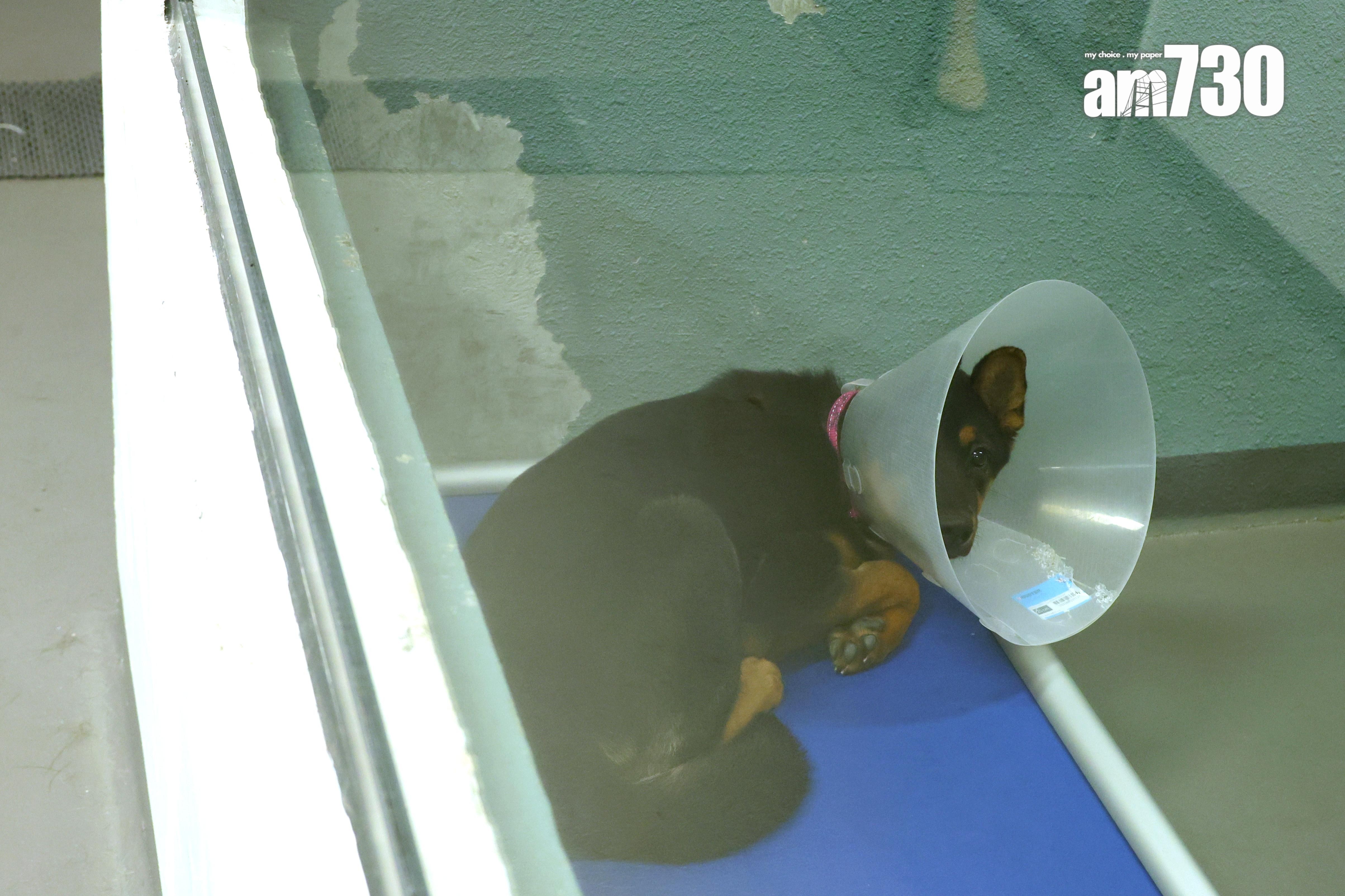 《防止殘酷對待動物條例》多年未修訂。(林俊源攝)