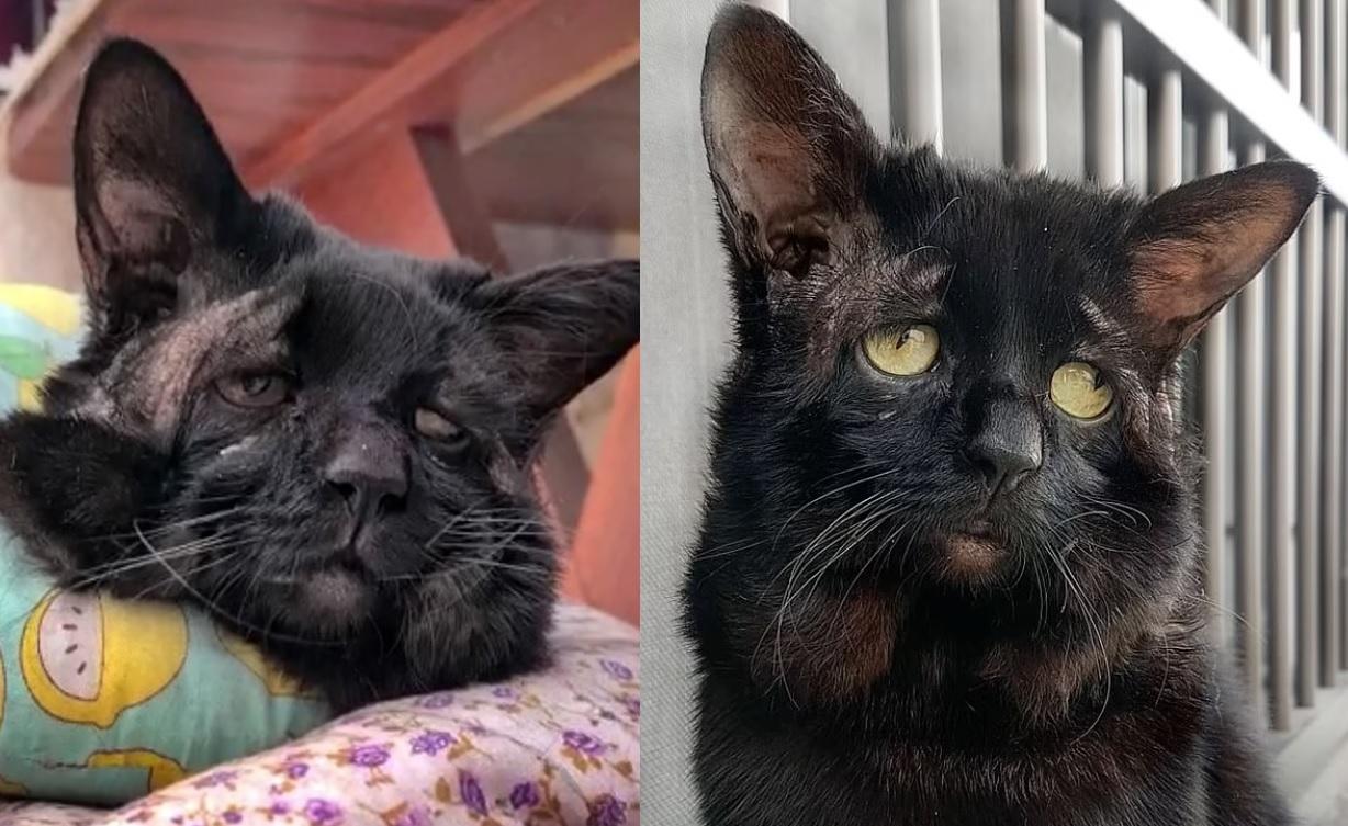 「壽司」臉部下垂，表情悲傷。(互聯網)