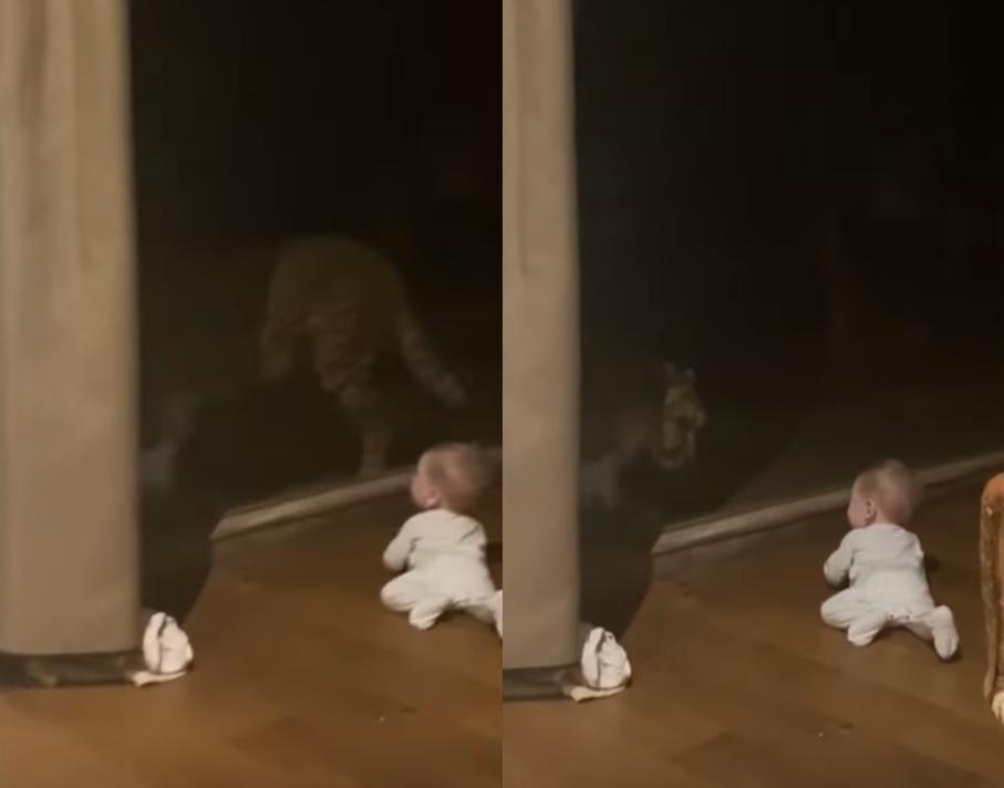 野豹與B仔近距離接觸。 (互聯網)