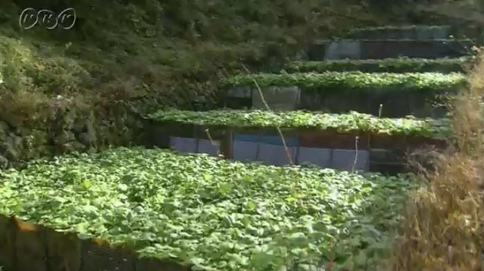 靜岡縣伊豆山區一處山葵田。(互聯網)