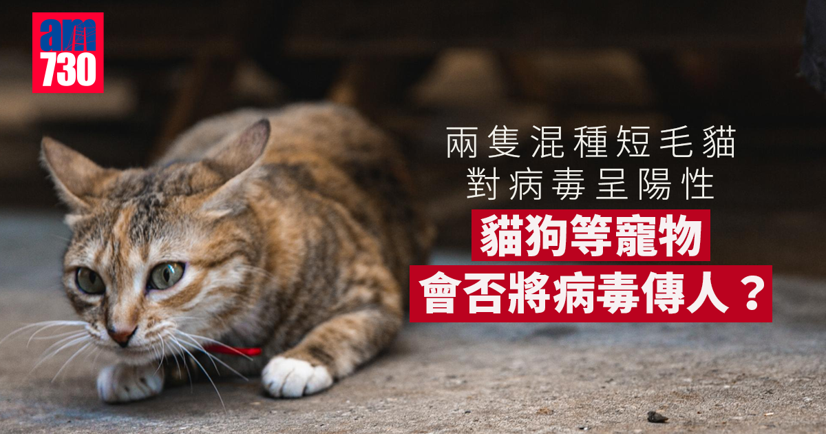 新冠肺炎｜兩隻混種短毛貓對病毒呈陽性　貓狗等寵物會否傳人？