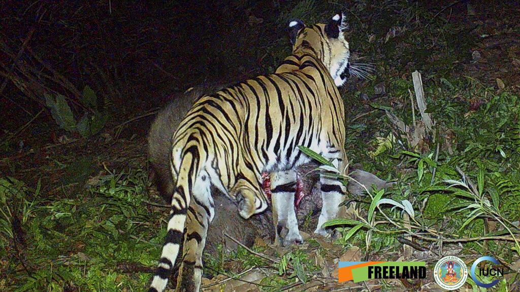 野生雌虎疑墮偷獵陷阱，致右後腿截肢。(美聯社)