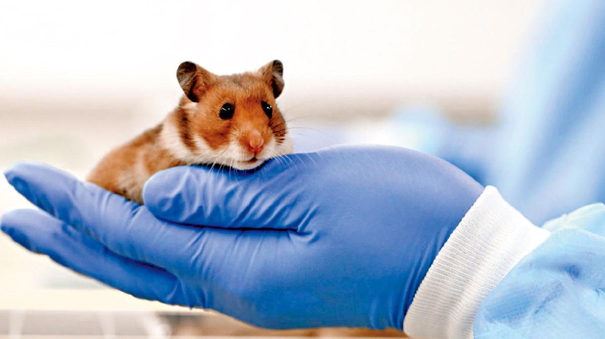 男性染疫可致睾丸壞死性慾降 袁國勇：打疫苗可預防