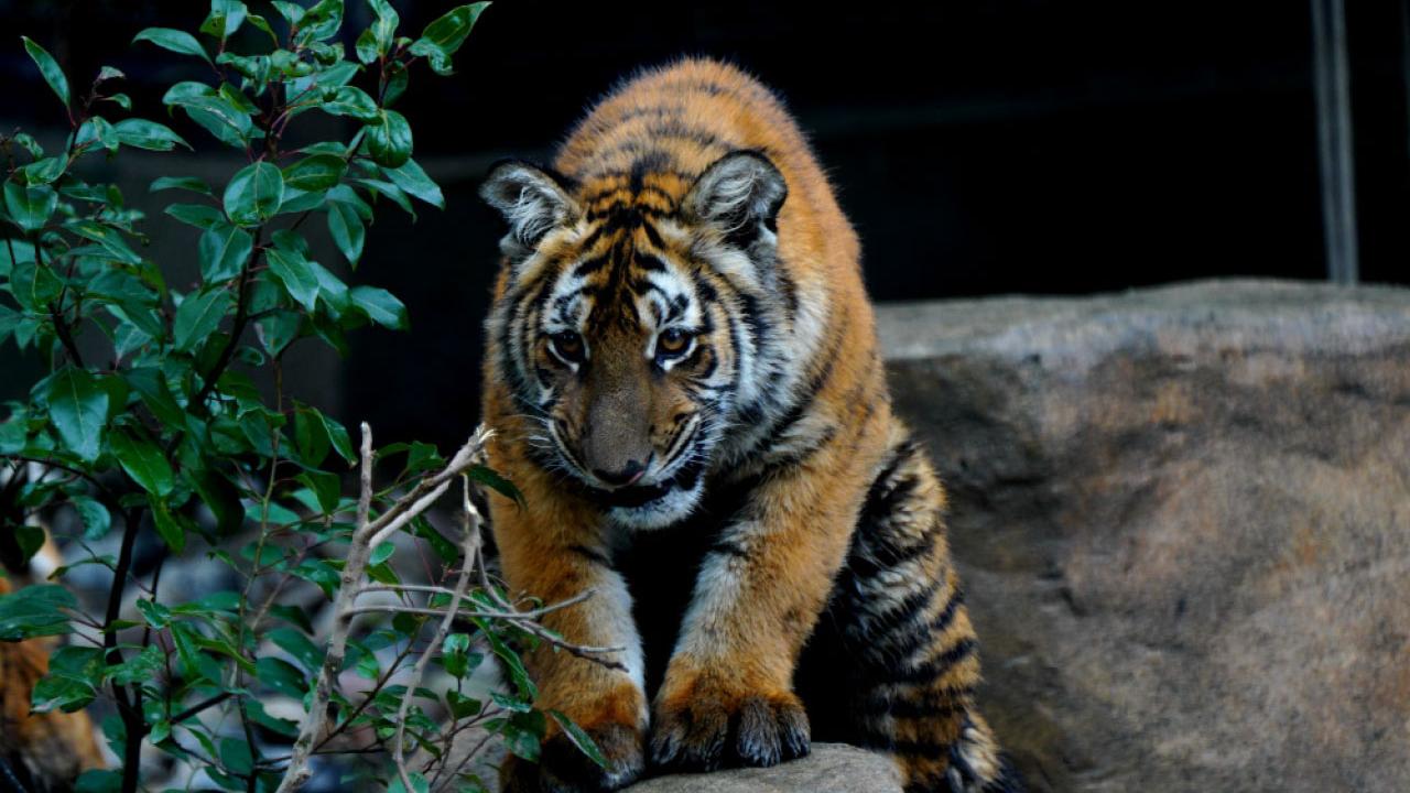 虎年談虎與人之間的交往