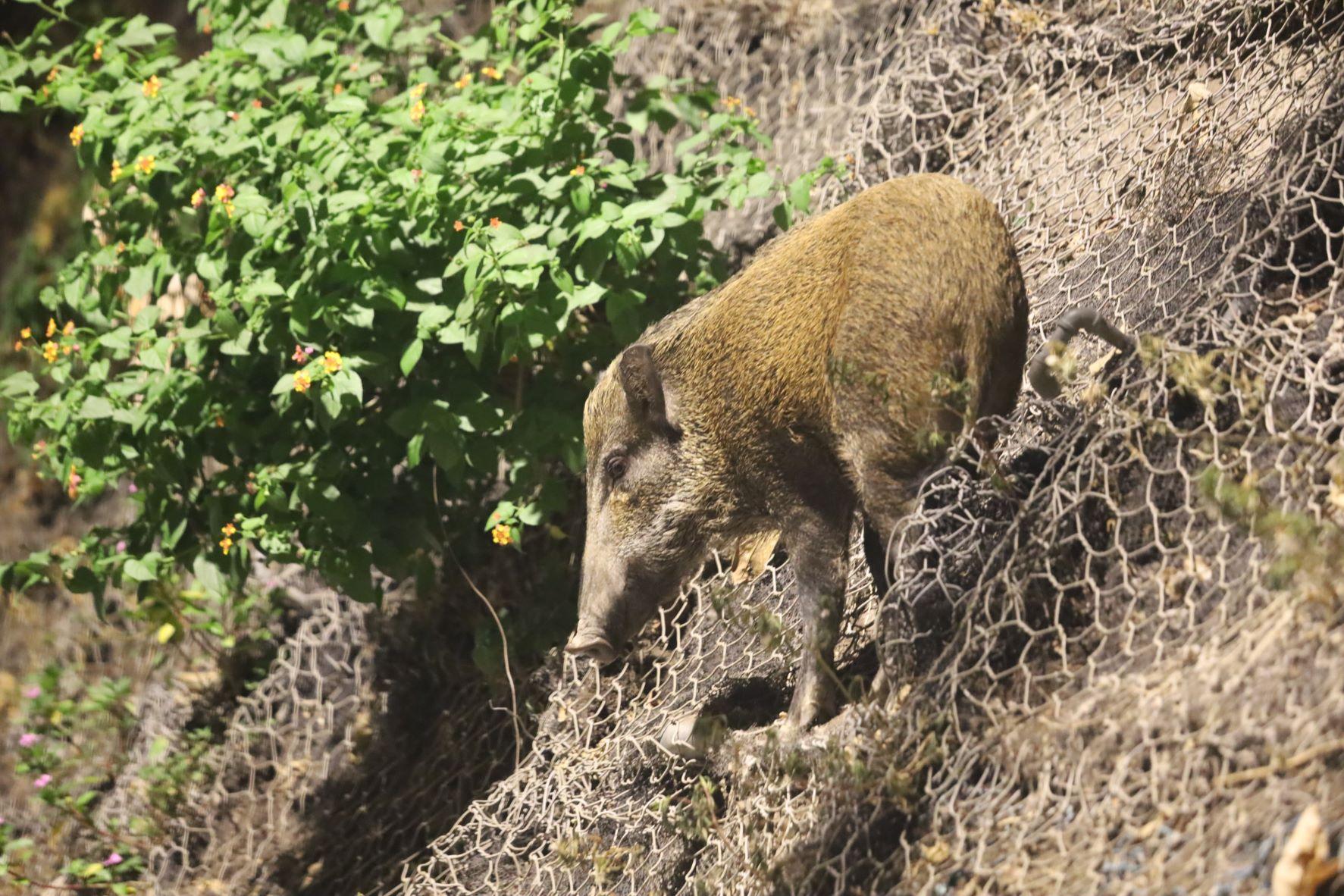 野豬, 漁護署, 深灣道