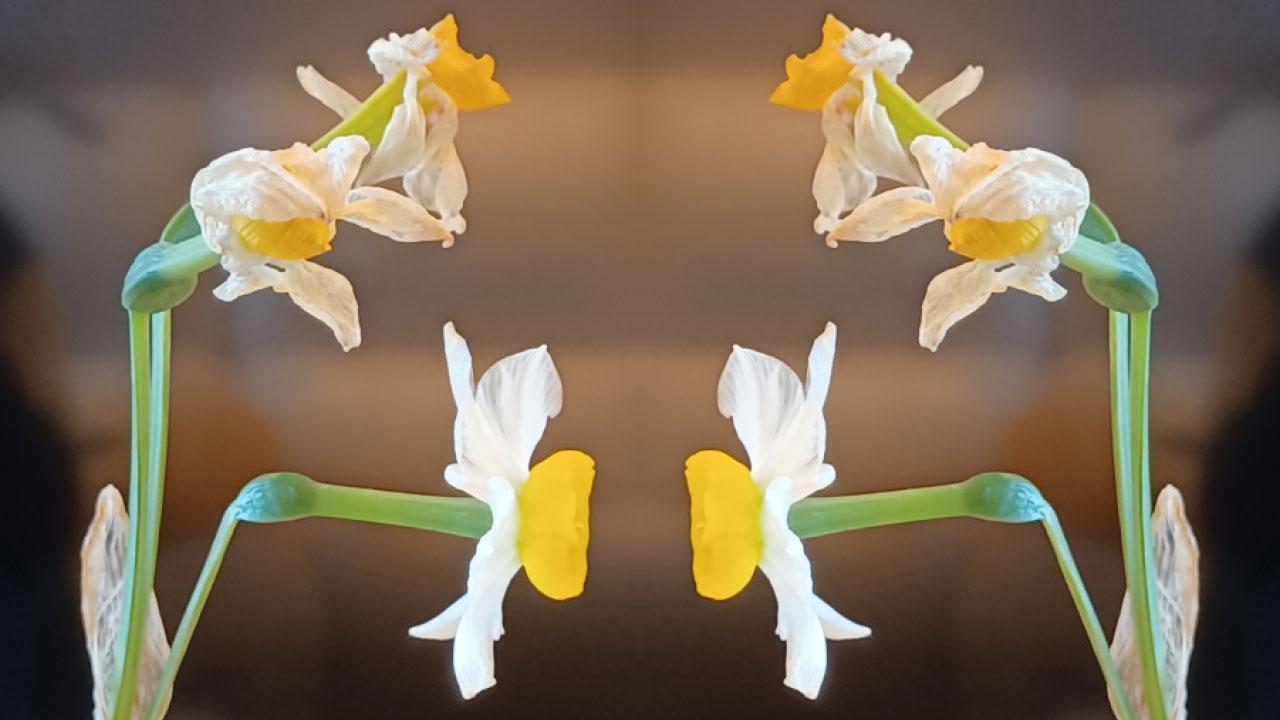 過期年花另類測試