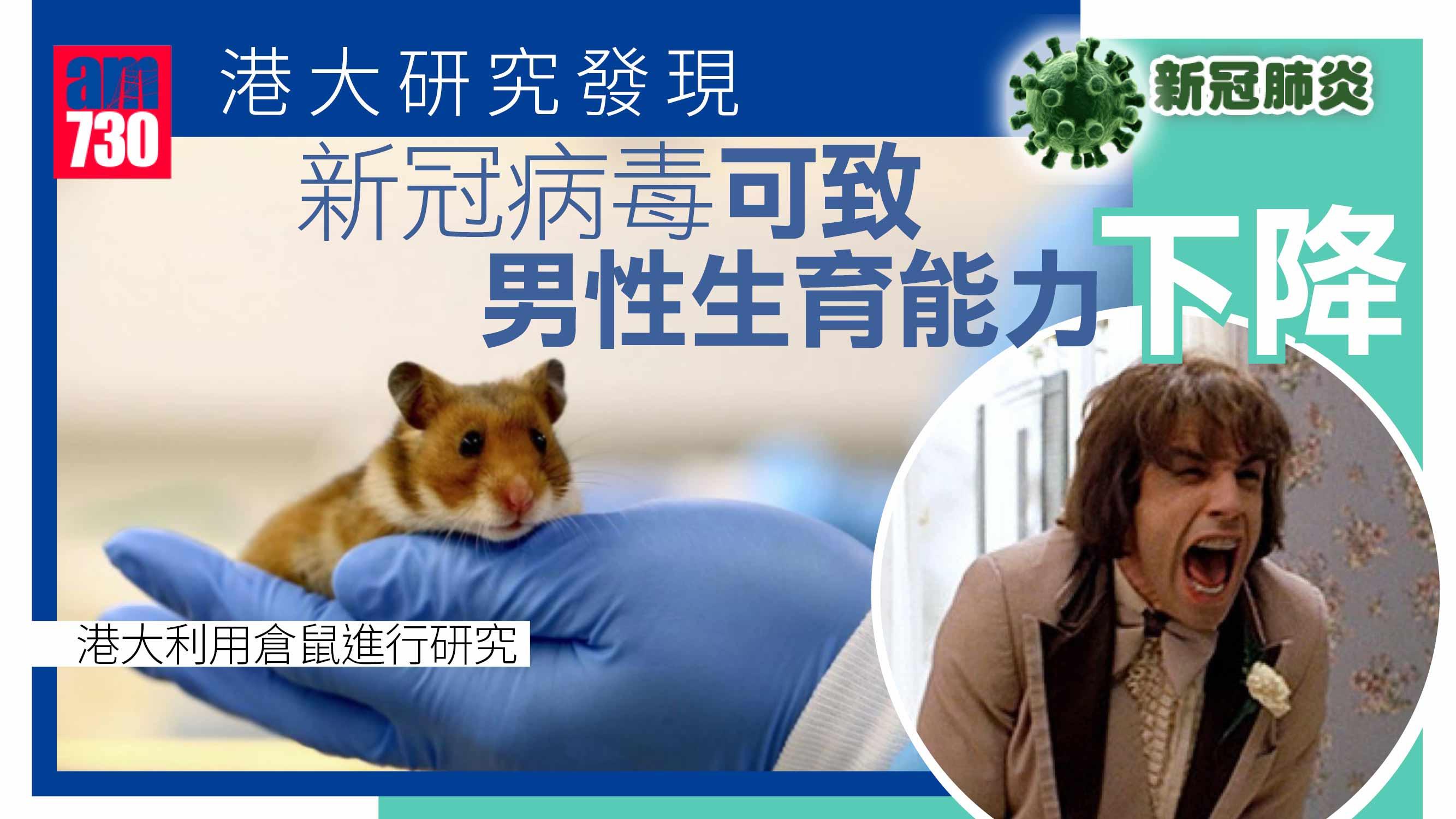 新冠肺炎｜港大研究：新冠病毒可致男性生育能力下降