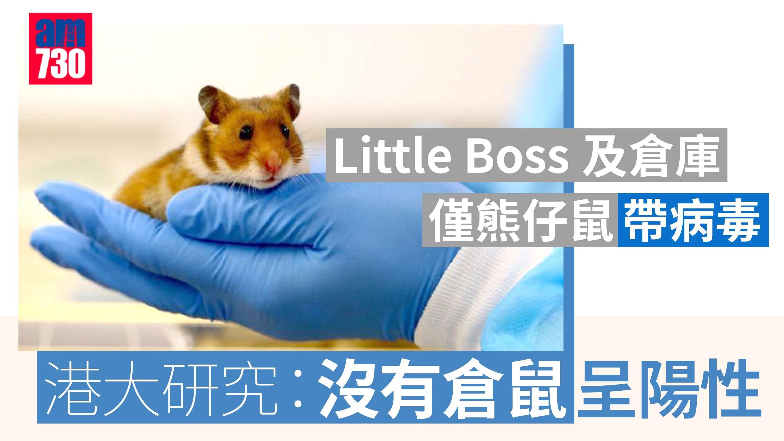 殺鼠令｜Little Boss及倉庫僅熊仔鼠帶病毒　港大研究：沒有侏儒倉鼠呈陽性