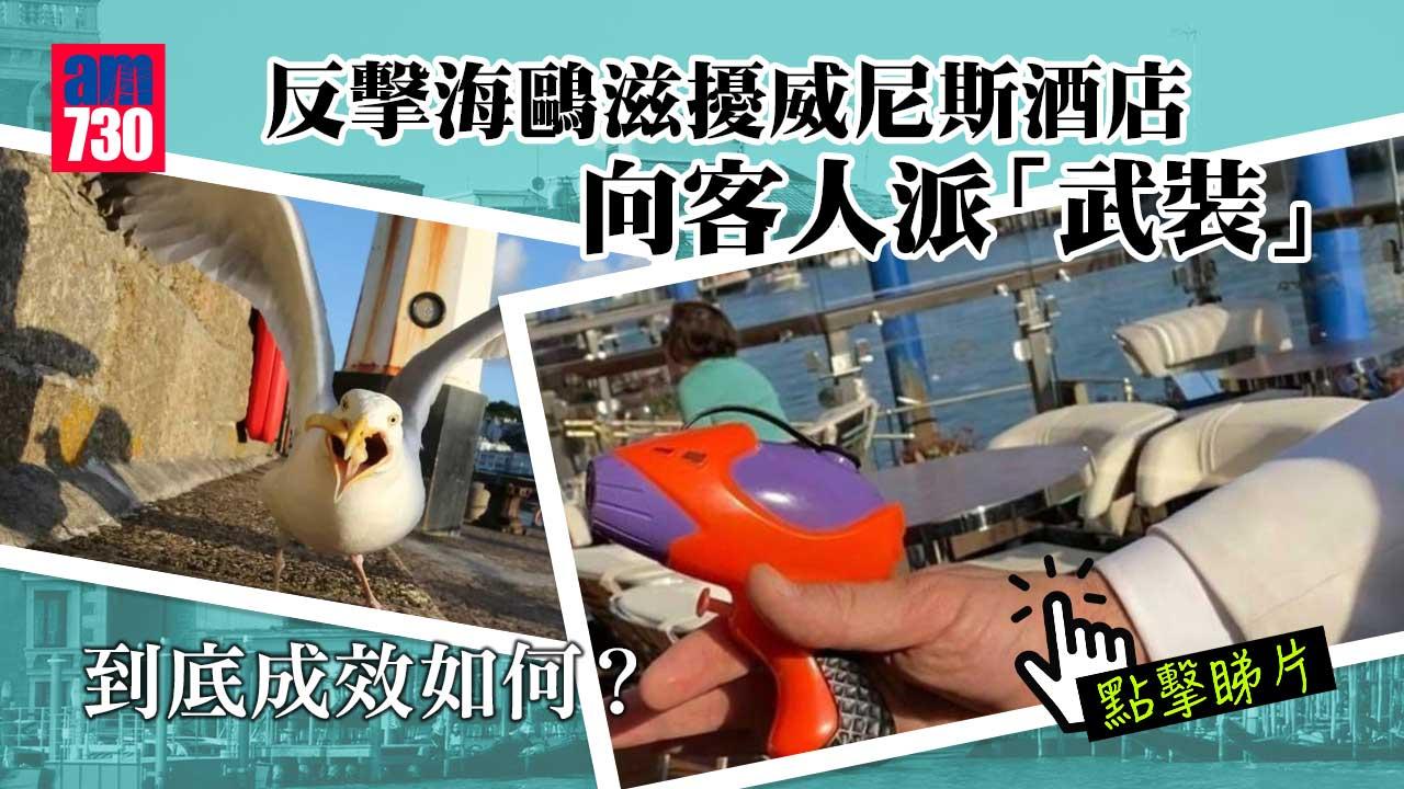 反擊海鷗滋擾　威尼斯酒店向客人派「武裝」(有片)