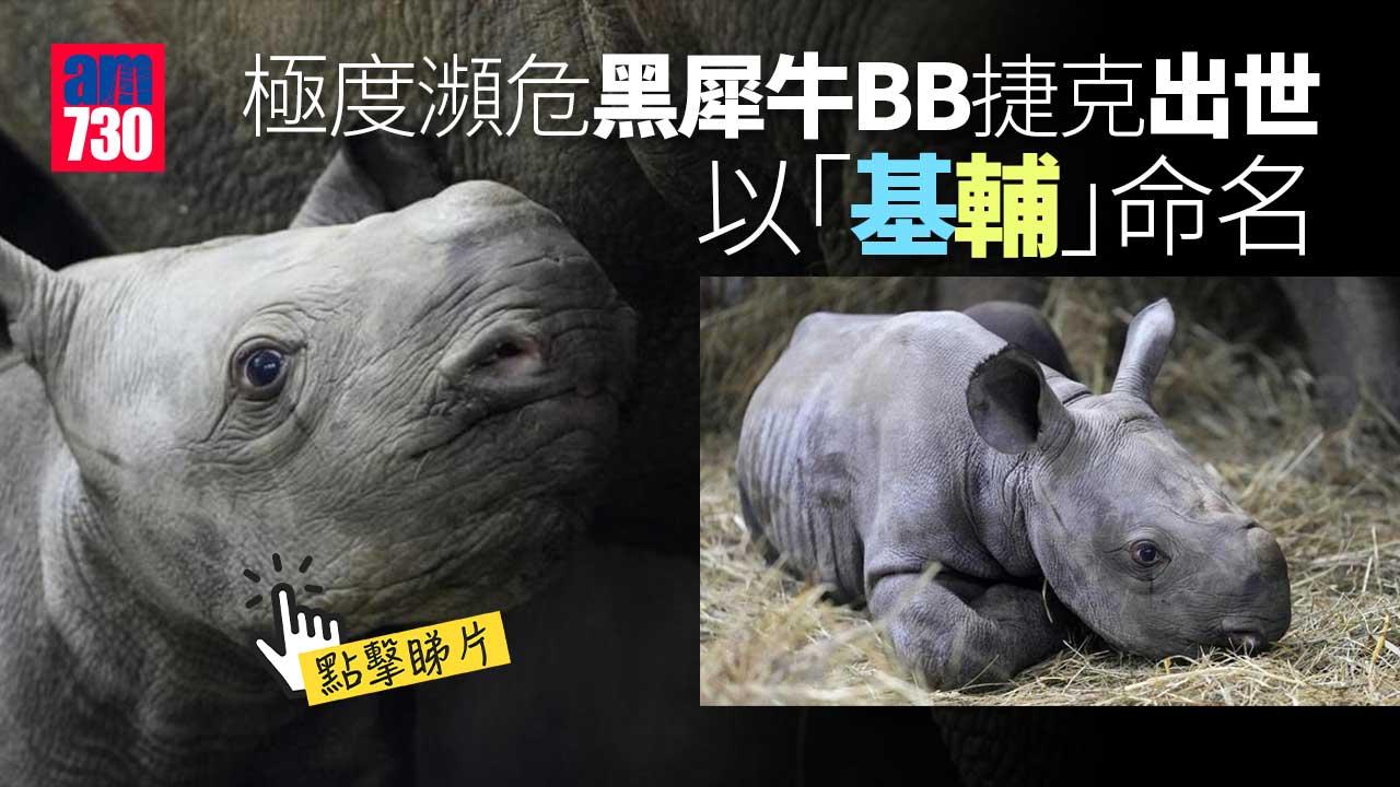 極度瀕危黑犀牛BB捷克出世　以「基輔」命名