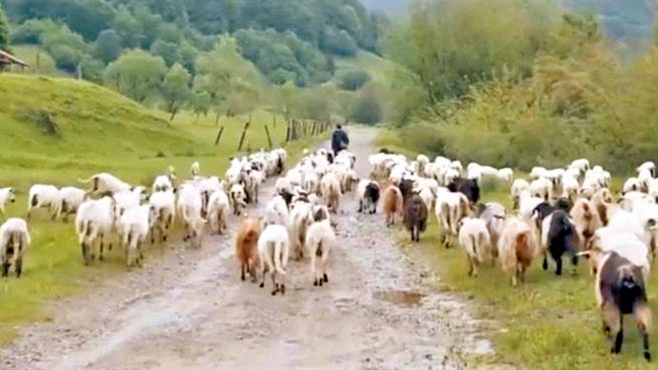 搶羊稱「為羊做檢測」 河北村官丟官兼被捕