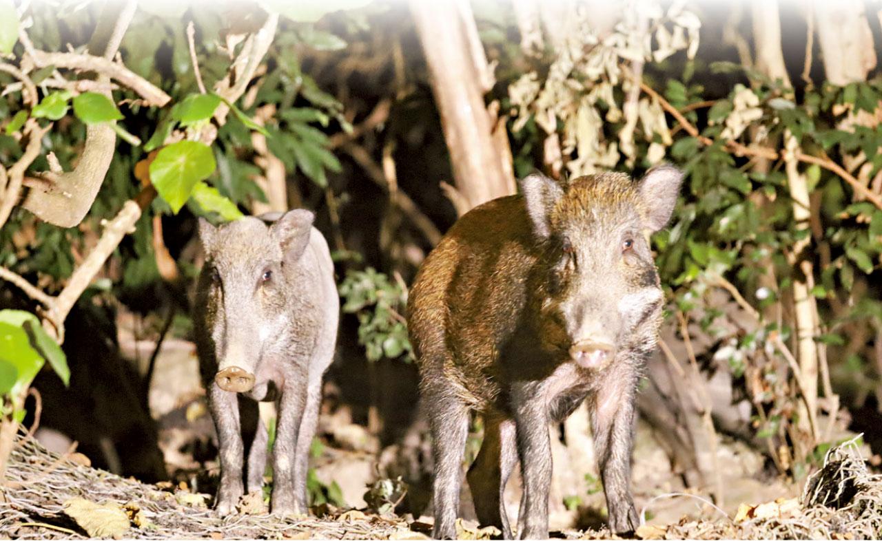 綜合管理｜立會秘書處引日本管控策略 單一撲殺野豬無助遏增長