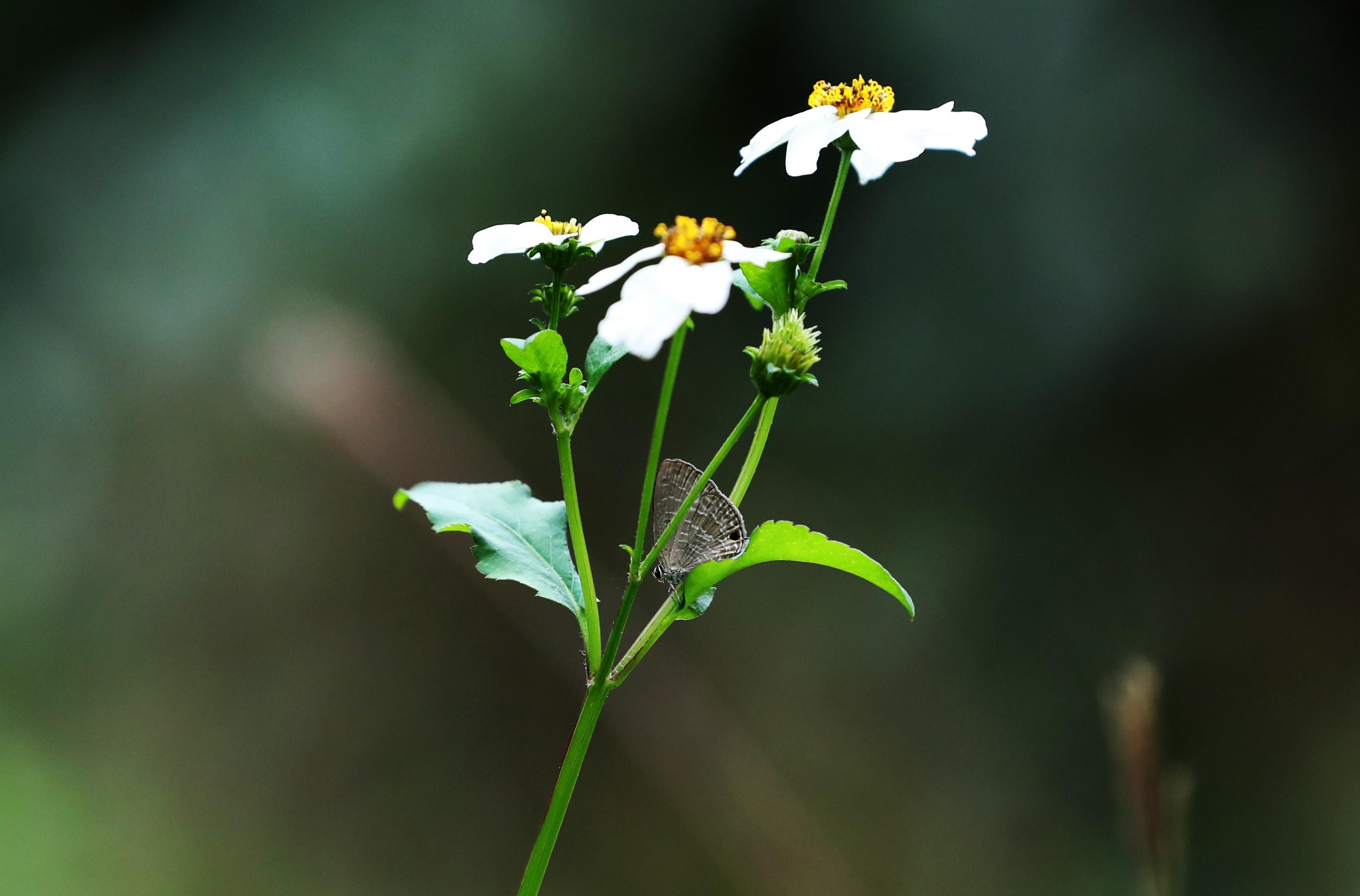 香港鳳園保育蝴蝶