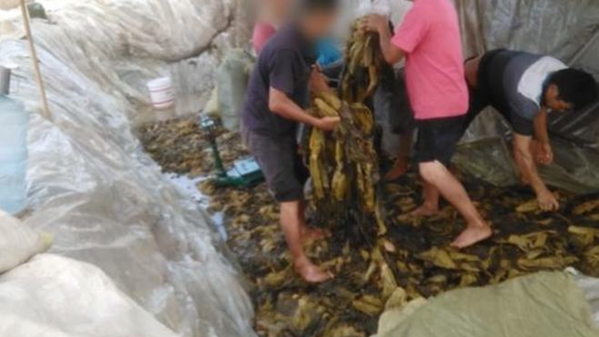 土坑酸菜處理過程令人噁心。