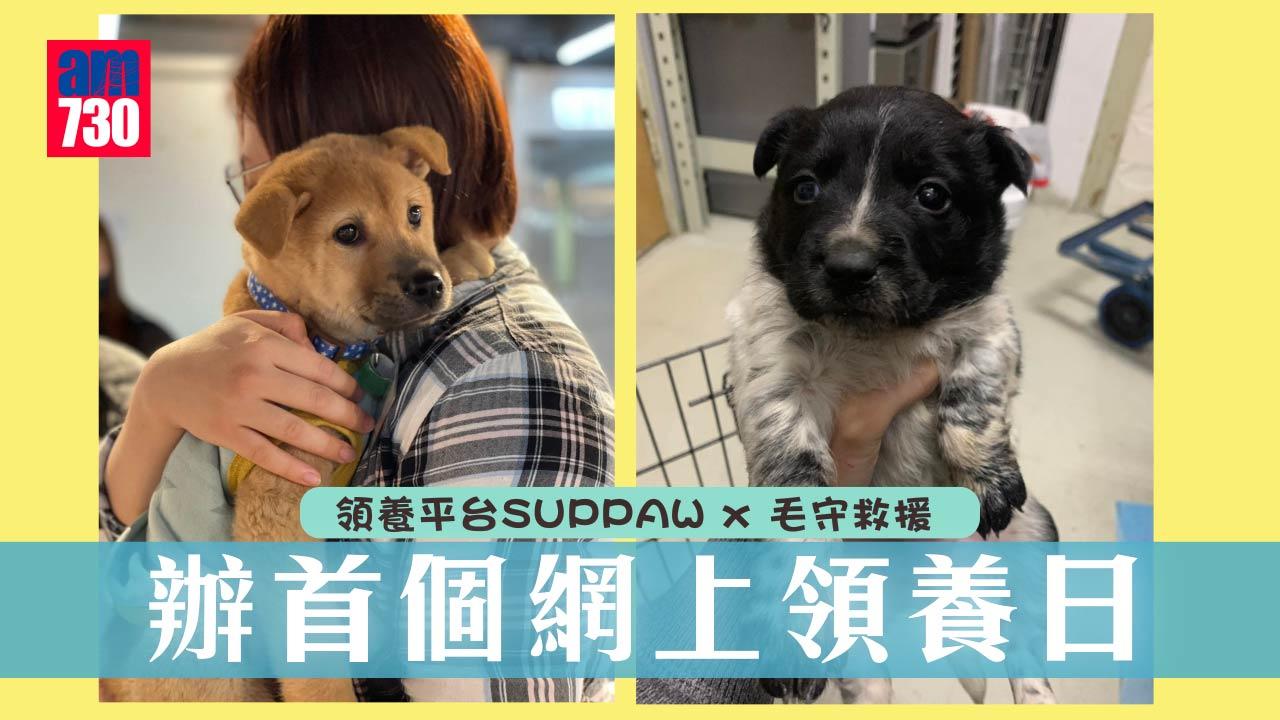 毛孩尋家｜領養平台SUPPAW x 毛守救援 合辦首個網上領養日