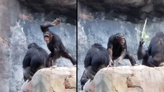 小猩猩亂掟石被家法伺候。(互聯網)