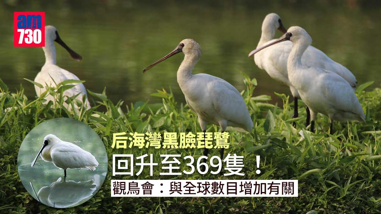 后海灣黑臉琵鷺回升至369隻　觀鳥會：與全球數目增加有關