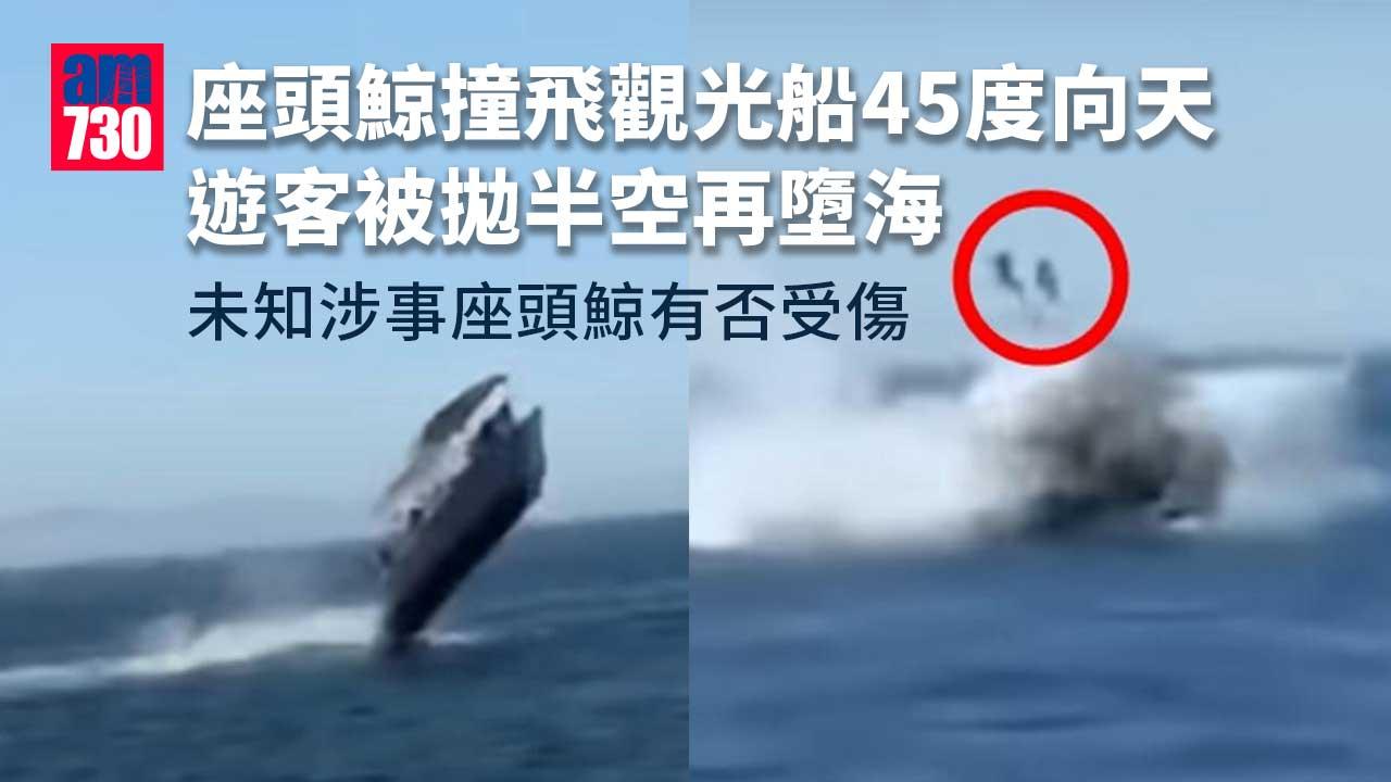 座頭鯨撞飛觀光船45度向天　遊客被拋半空再墮海(有片)
