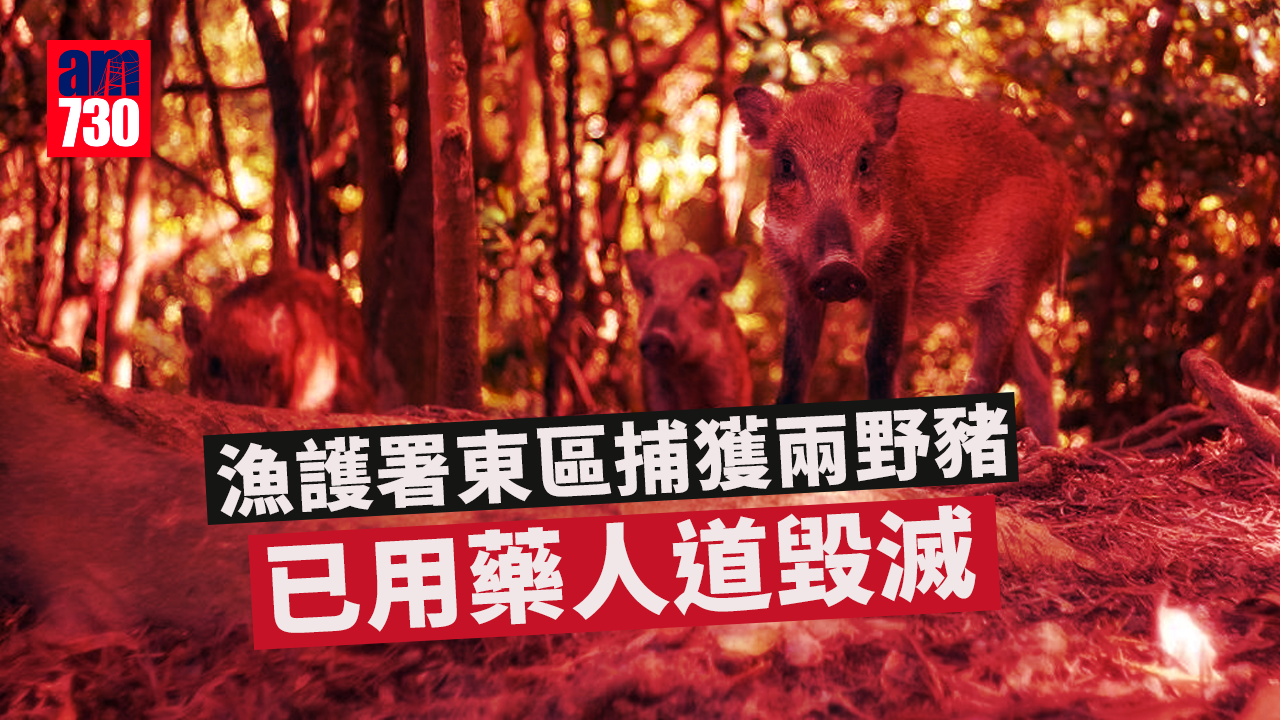 殺豬令｜漁護署東區捕獲兩野豬　已用藥人道毀滅