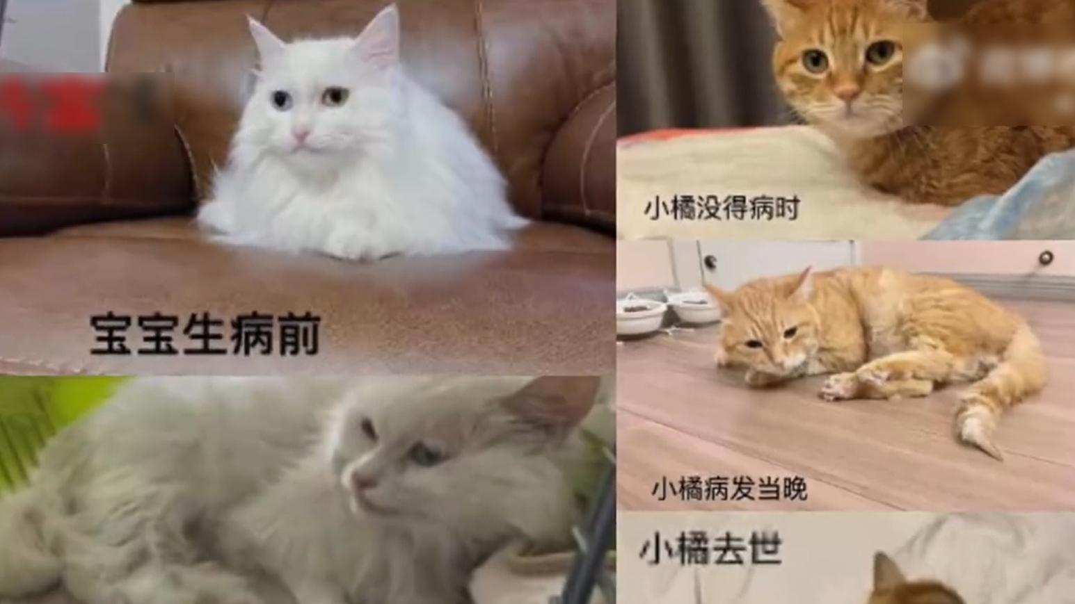 內地有百多隻貓食用信元發育寶的貓糧後中毒身亡。(互聯網)