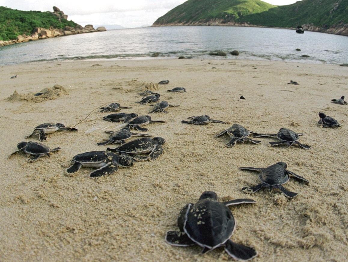 放生物種前，須留意與本地生態和物種是否協調。(資料圖片)