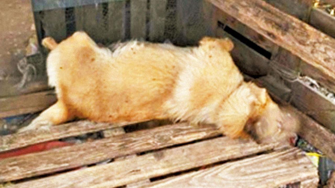 唐狗疑遭殘酷對待 打鼓嶺中年夫婦被捕