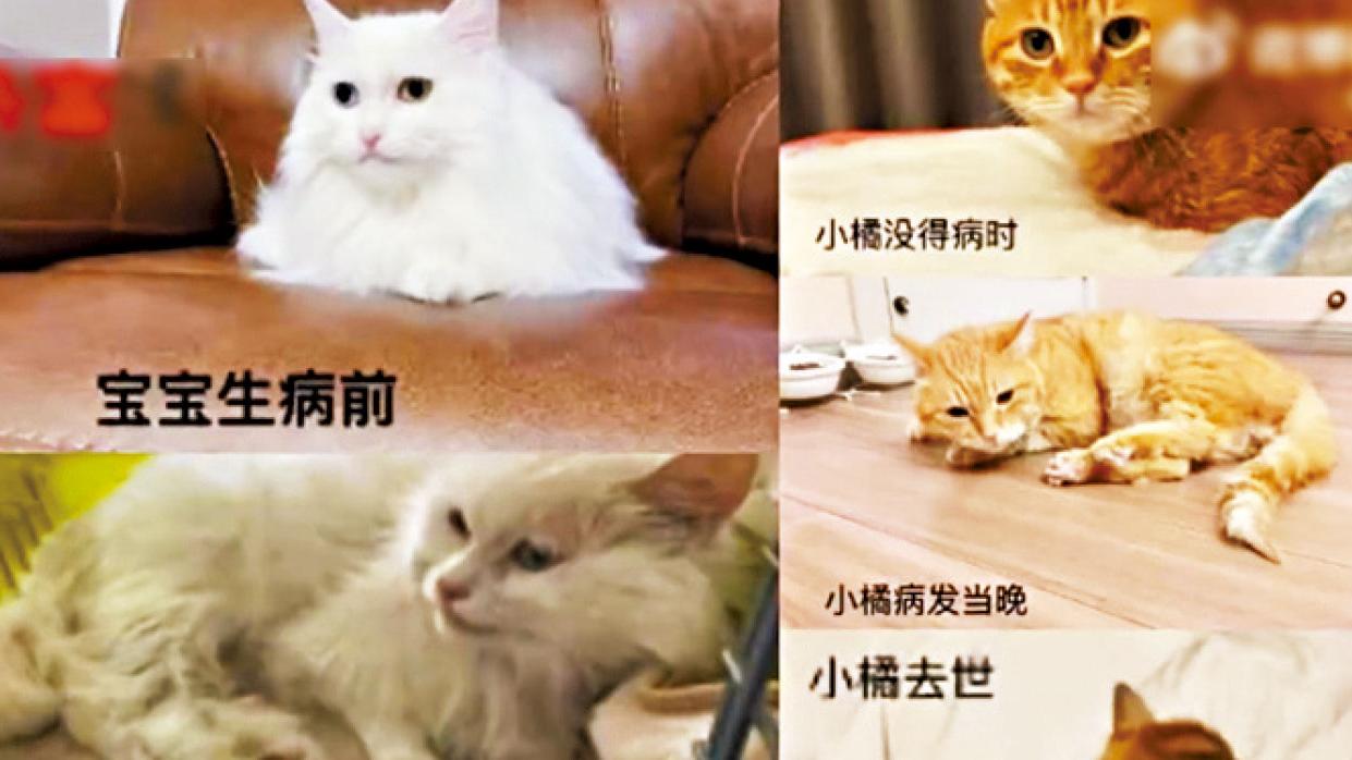 原因未明 全部食用信元貓糧 大陸過百隻貓中毒亡