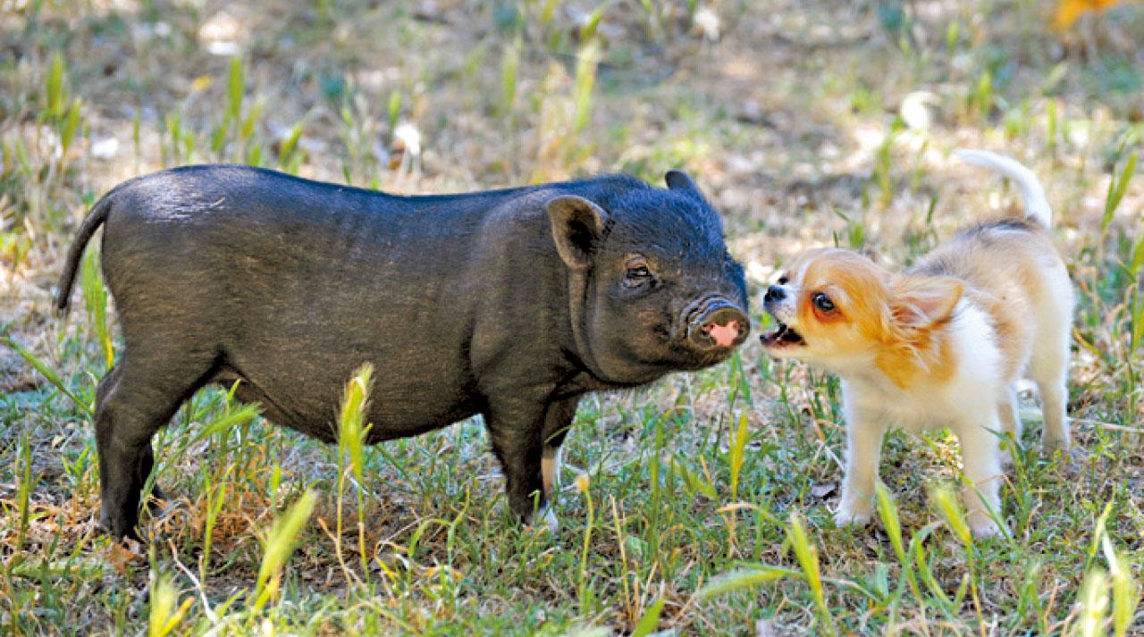 虎年運程︰狗、豬