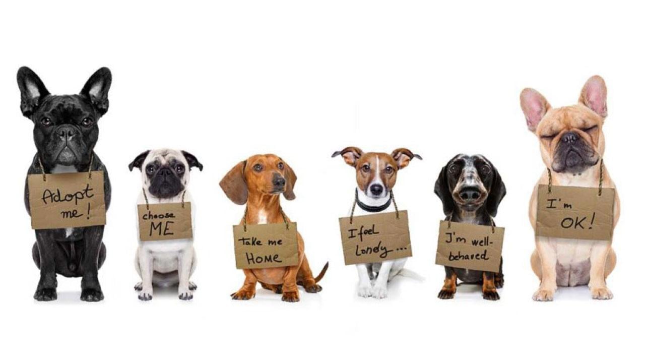 不租不買只領養