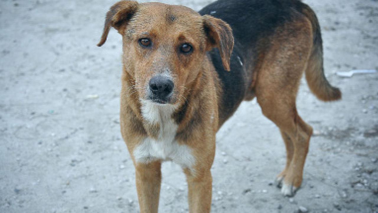 為動物福利規管動物主人