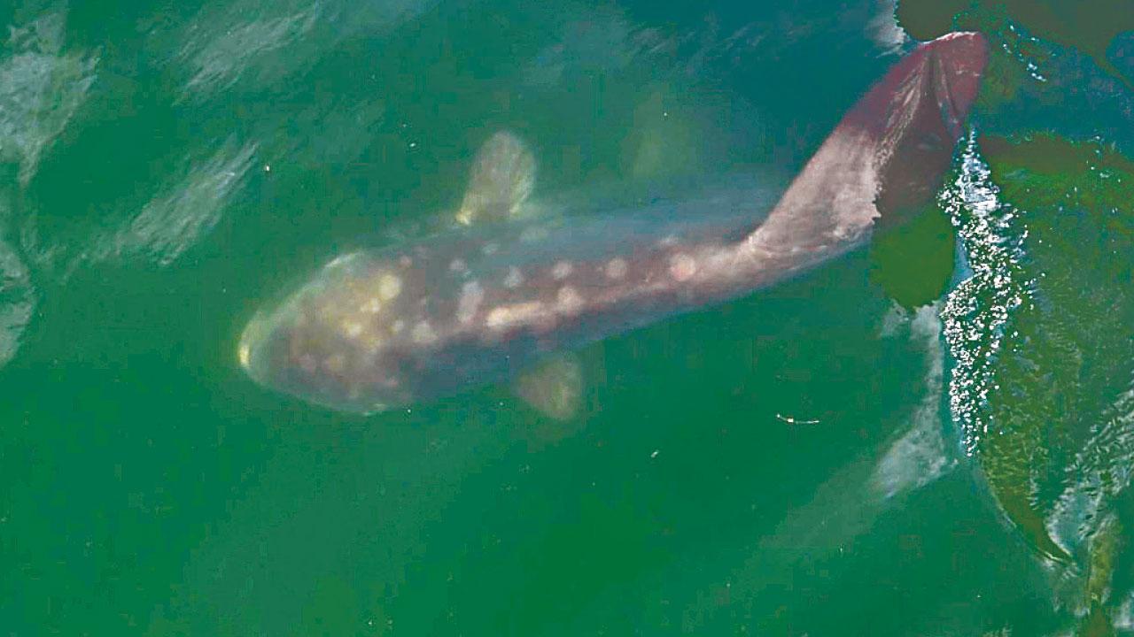 疑似鯊蹤｜學名Mola mola成跌市象徵 翻車魚罕現屯門河