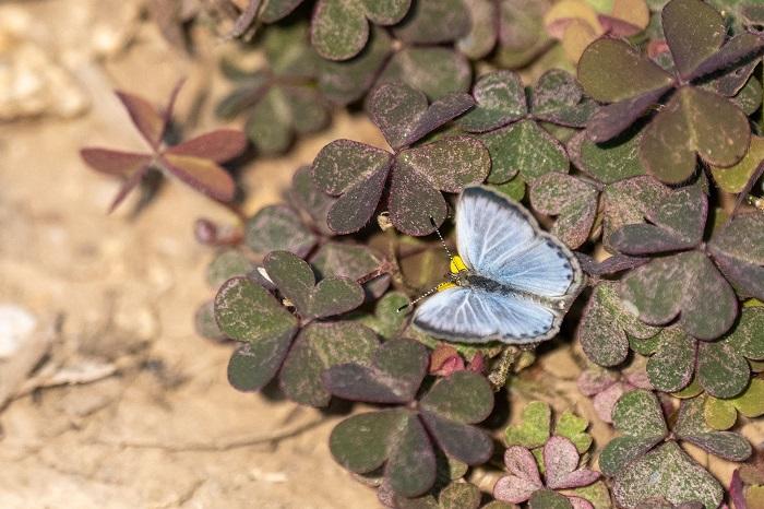 與大自然融合的暉明邨