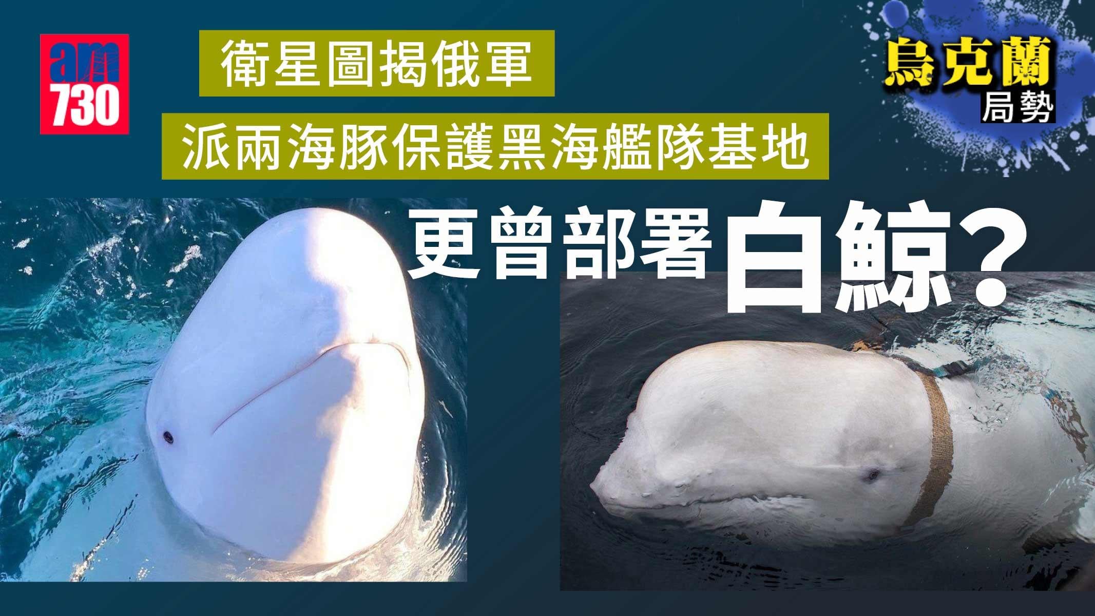 烏克蘭局勢｜衛星圖揭俄軍-派兩海豚保護黑海艦隊基地-更曾部署白鯨？