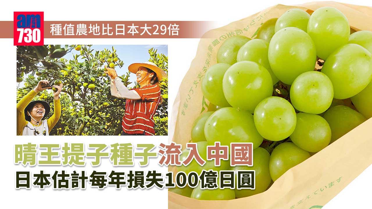 日本估計晴王提子苗流入中國　每年損失逾6億