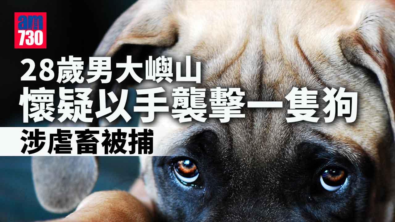 大嶼山打狗被咬傷　28歲男涉虐畜被捕