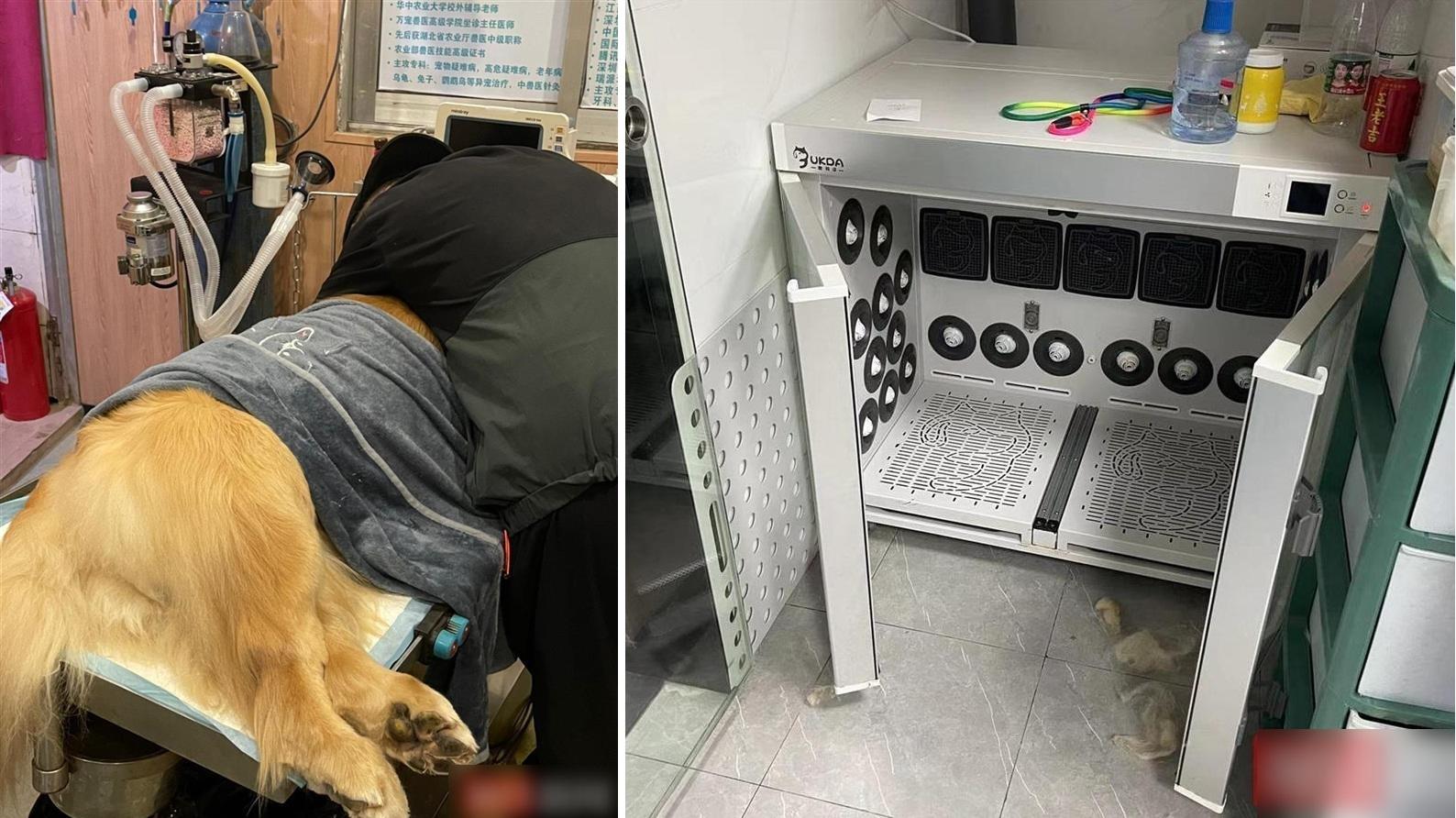 體型龐大的金毛尋回犬「皮皮」(左圖)，據報被塞在涉事寵物醫院的寵物烘乾機(右圖)內。(互聯網)