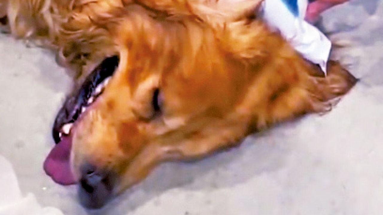 疑沖涼後被硬塞細烘乾機 深圳「金毛」中暑亡