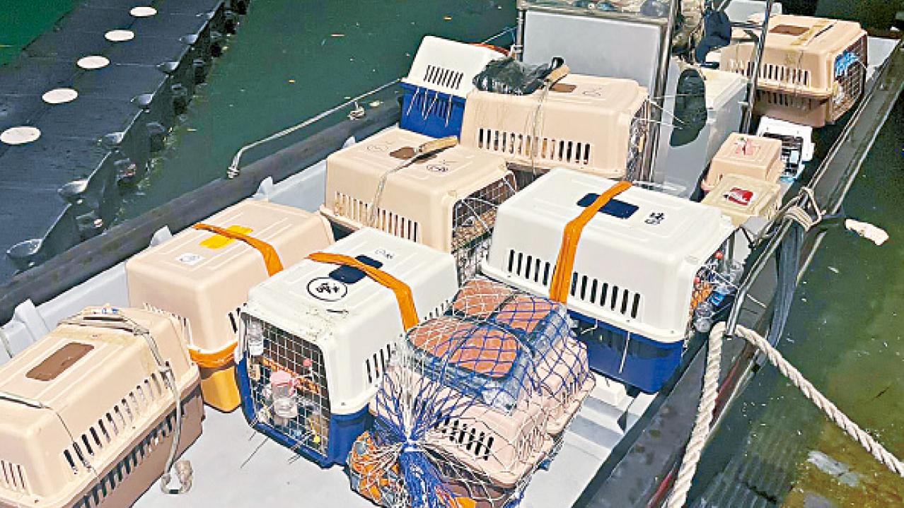 成功倒截 136名種貓狗B快艇走私來港 男子涉殘酷對待動物被捕