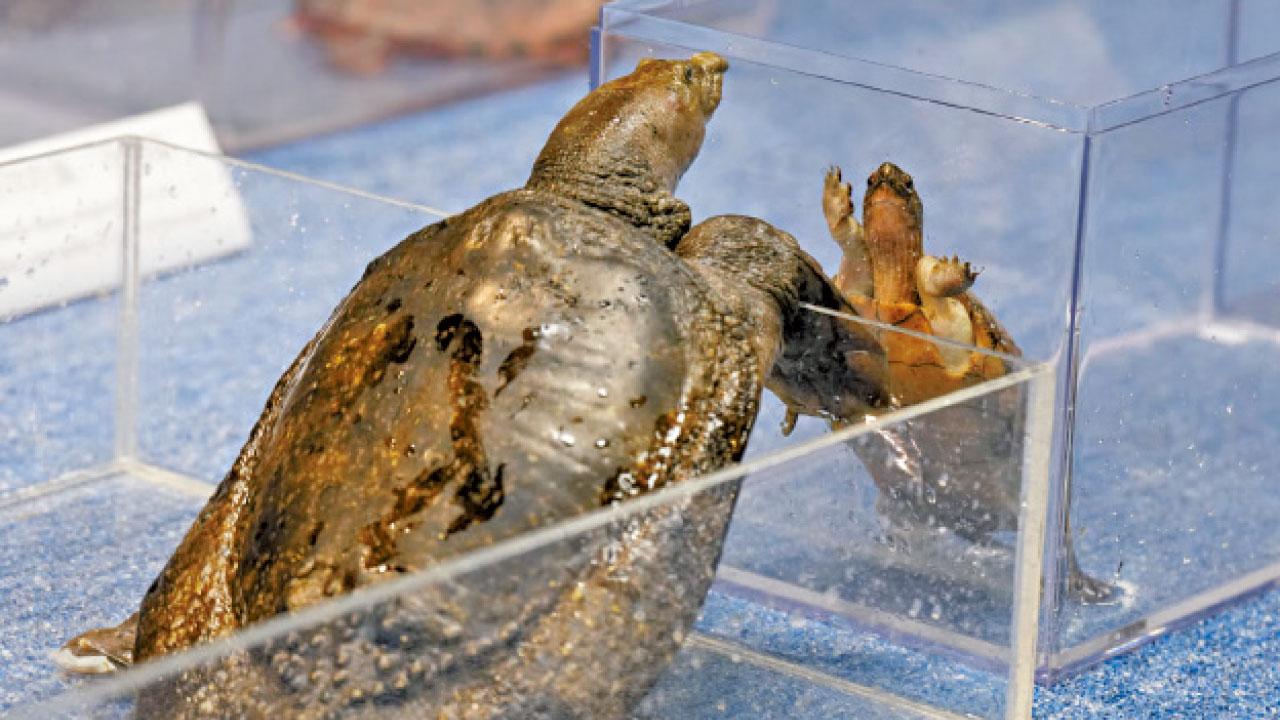 涉銷售瀕危淡水龜 兩漢被捕檢31龜10隻已死