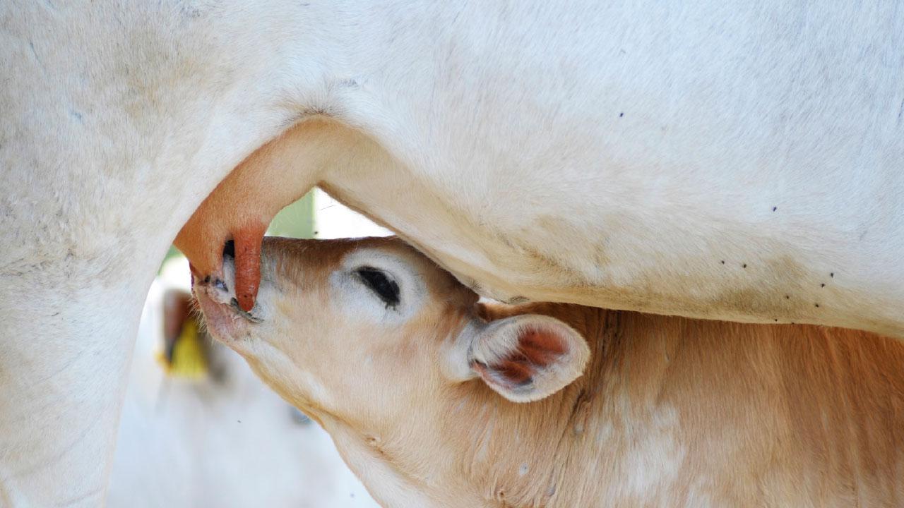 乳頭的奇妙世界