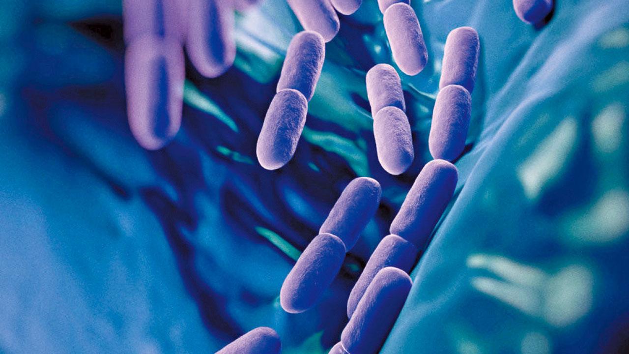 腸道微生物、 年齡和飲食