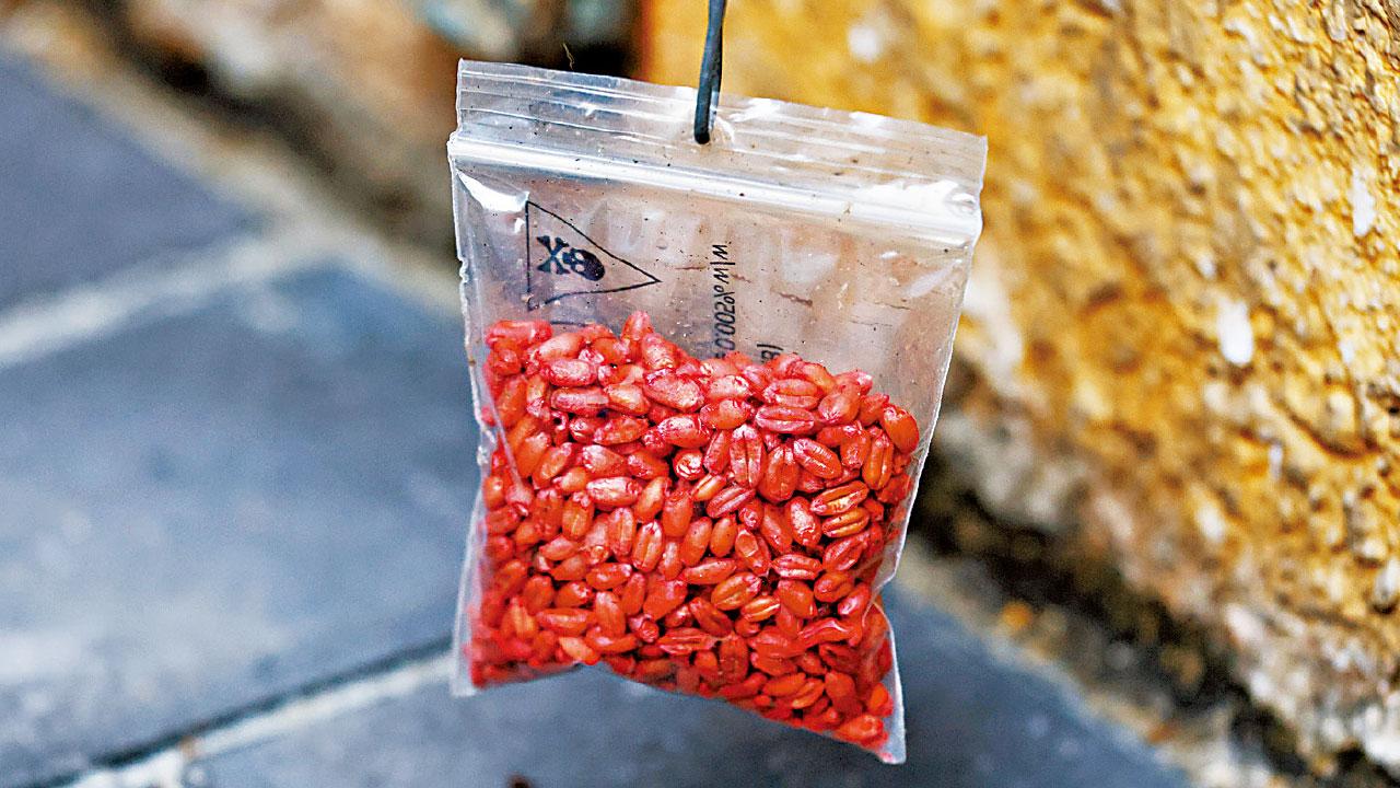 治理鼠患｜公署揭鼠患數據滯後 有毒藥餌無開封 食環承辦商：老鼠自行開袋