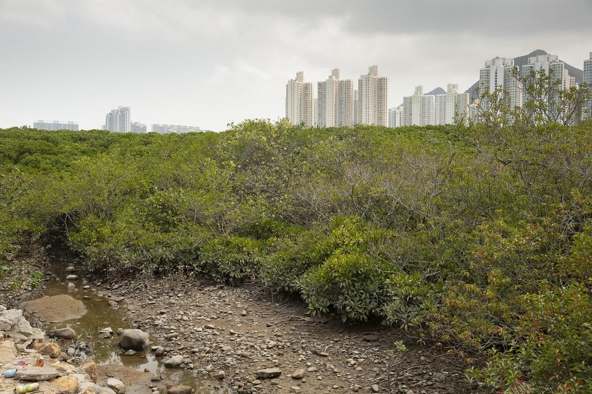 兩名婦人食用在東涌山邊採摘的野生菇類後，懷疑引致食物中毒；圖為東涌東澳古道一帶。(資料圖片／蘇文傑攝)