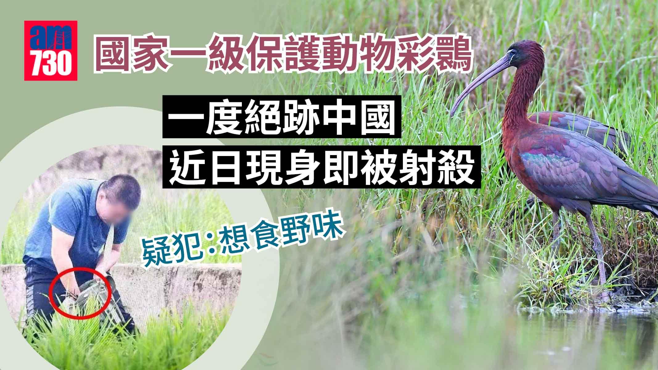 一度絕跡中國 彩䴉首現身四川瀘州即被射殺 疑犯：想食野味