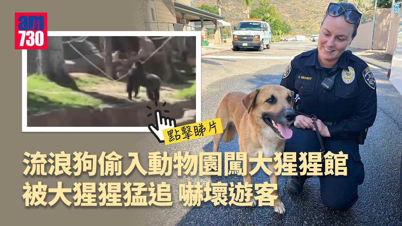 流浪狗逛動物園被大猩猩猛追　嚇壞遊客(有片)