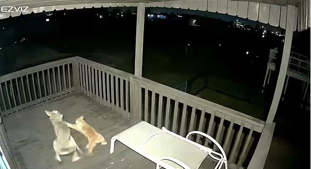 橘貓反擊，猛抓土狼面部。(互聯網)