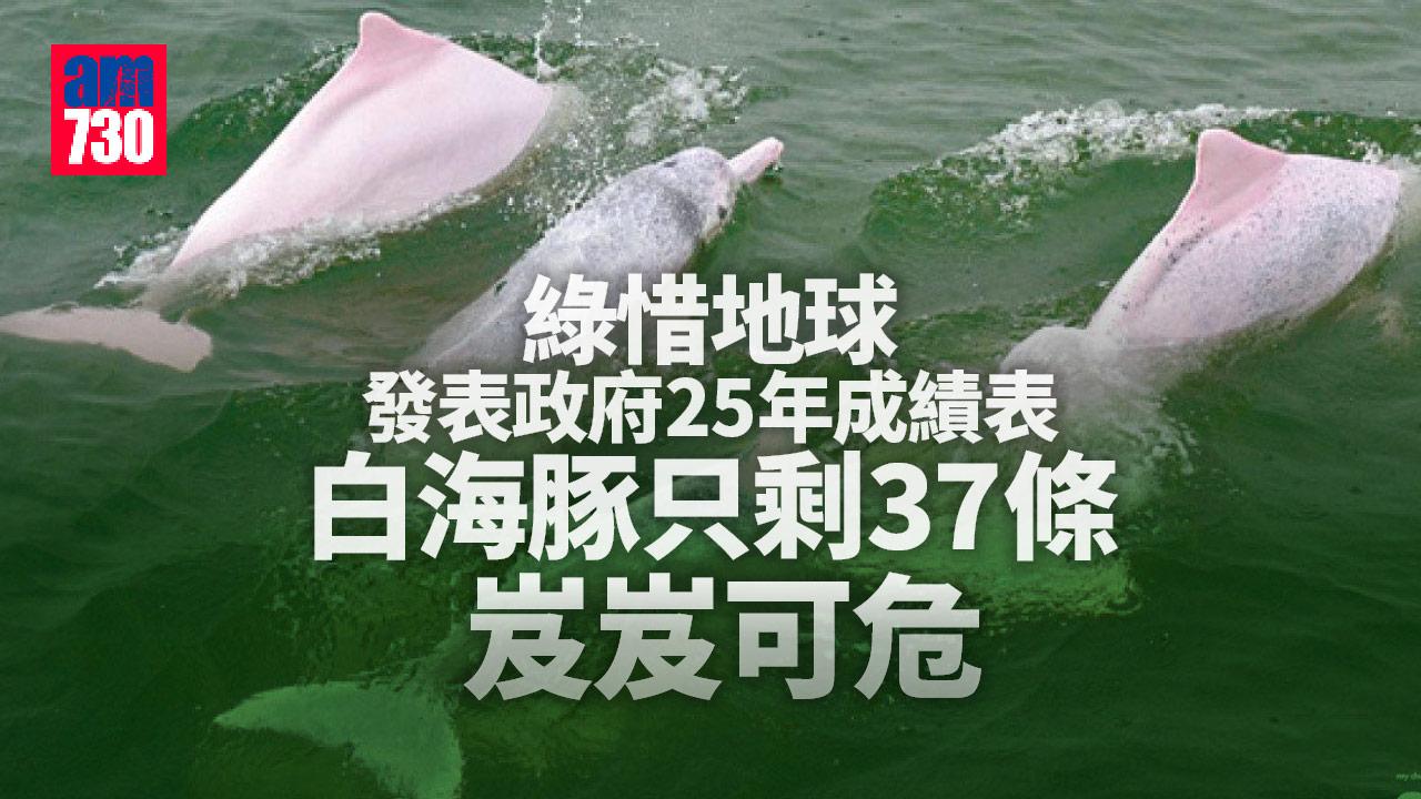 綠惜地球發表政府25年成績表 白海豚只剩37條岌岌可危