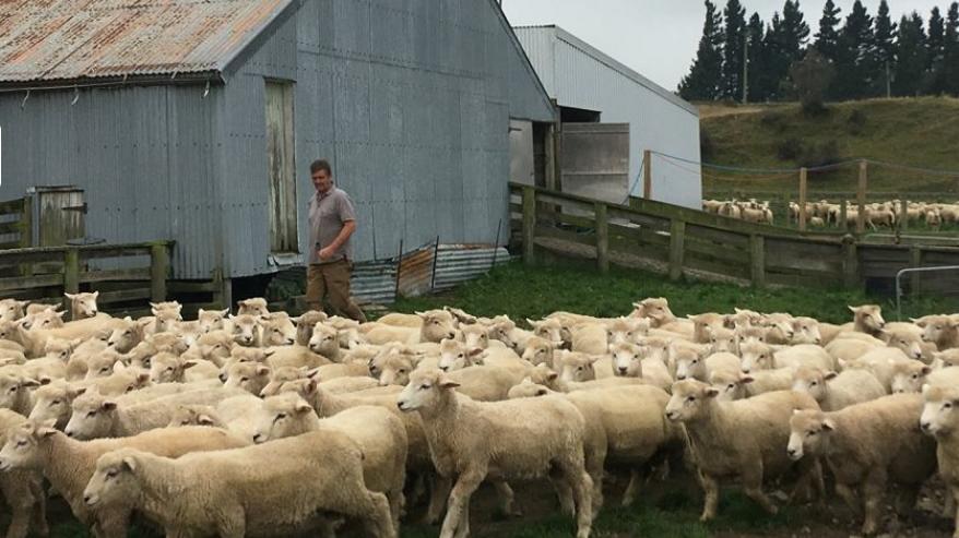 圖為基督城附近一個牧場。(資料圖片)